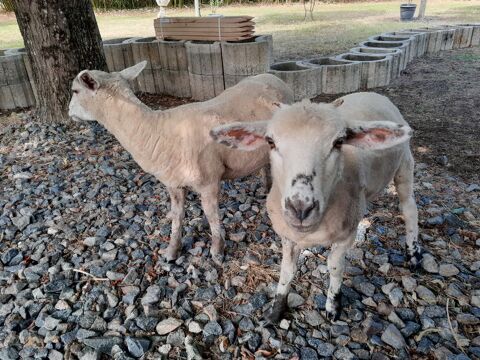 moutons (2 jeunes brebis de Février 2025), élevées biberon 0 33560 Sainte-eulalie