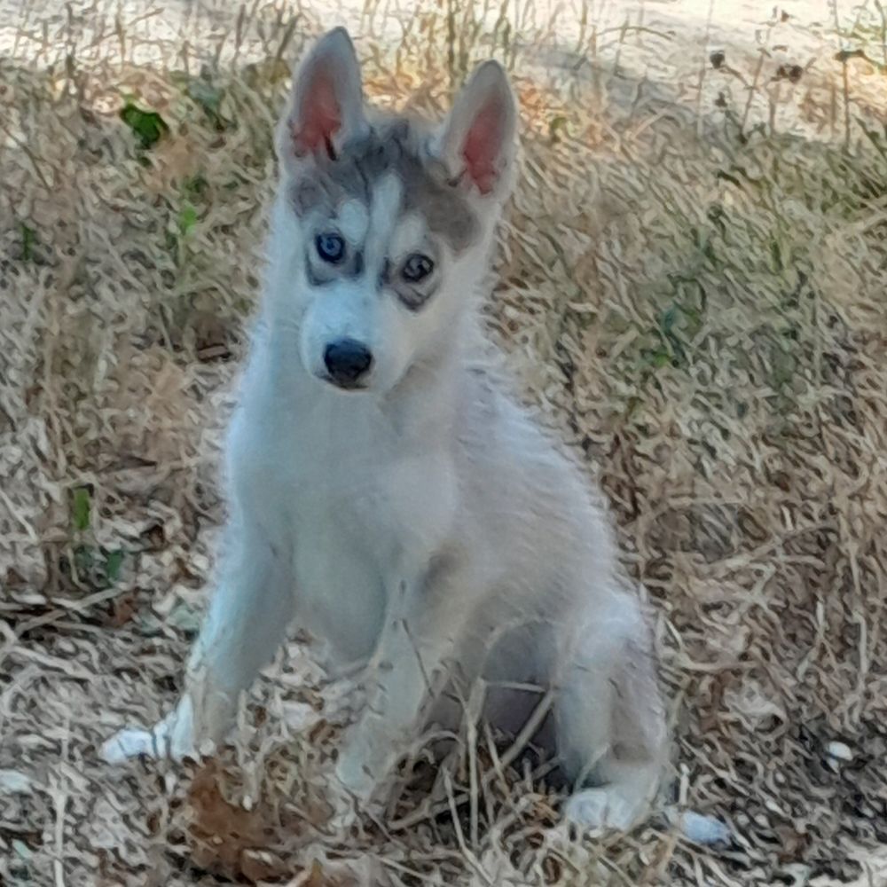   Chiots Husky 