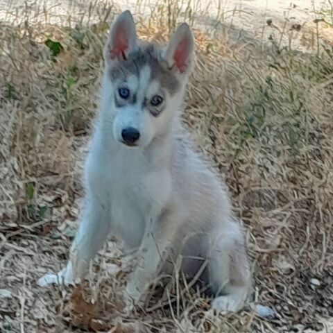 Chiots Husky 900 46300 Gourdon