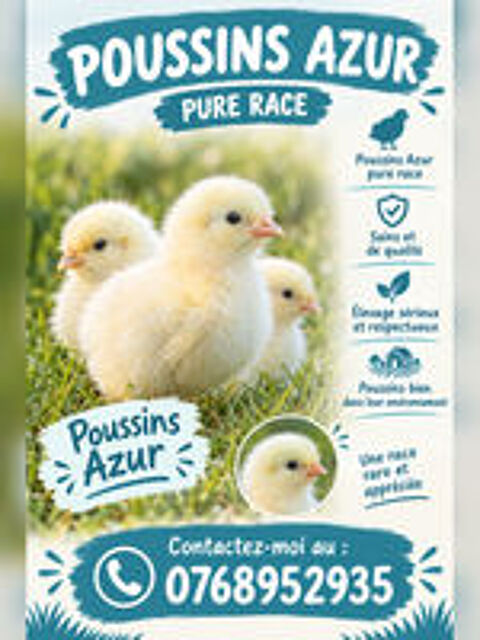   Poussins Azur pure race 