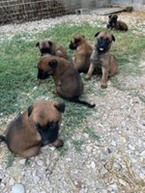   Magnifique portée de Malinois 