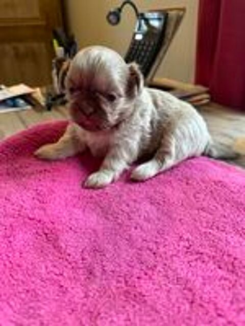   chiots shih tzu non LOF 