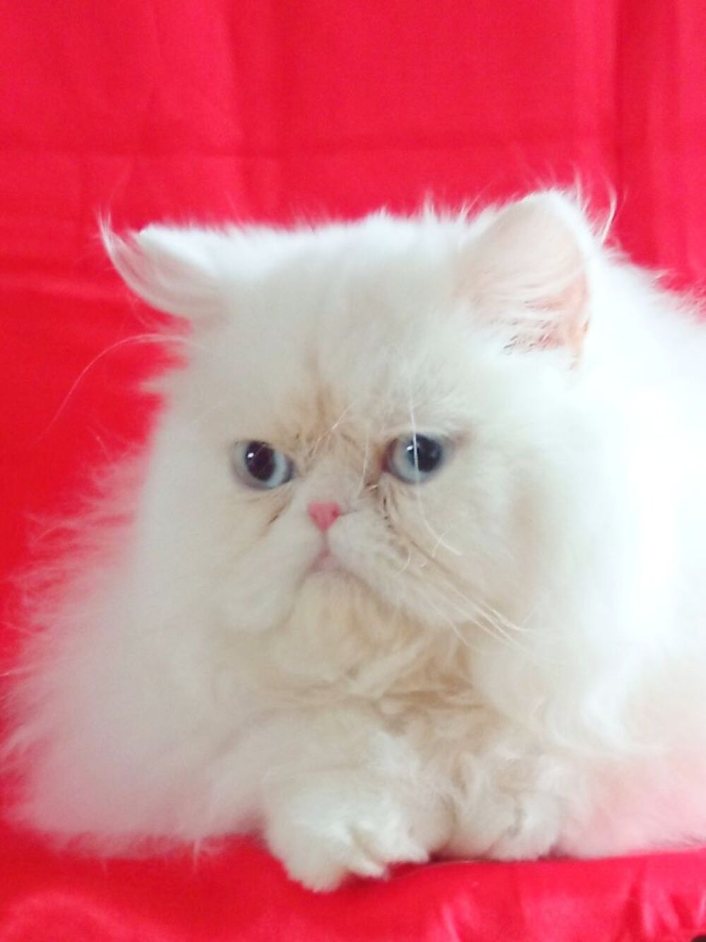   PERSAN LOOF 