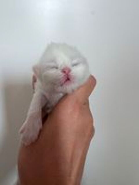   ? British chatons à réserver ! ?

