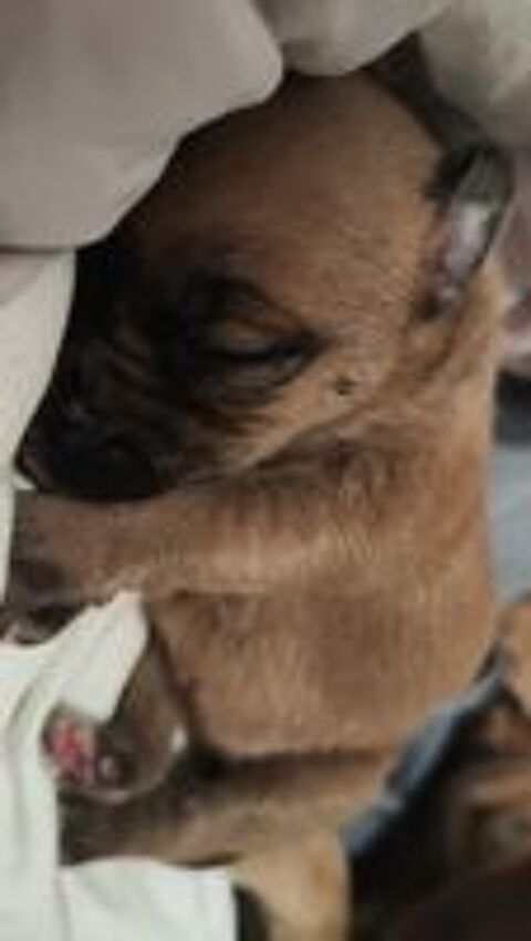   chiots staff 