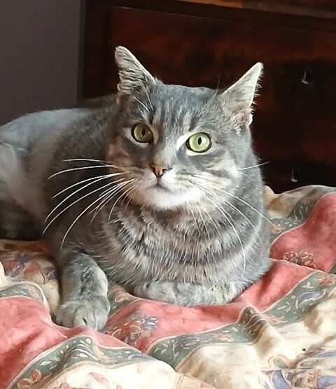 Pirlouit, 4 ans, chat plein de vie et joueur 0 35170 Bruz