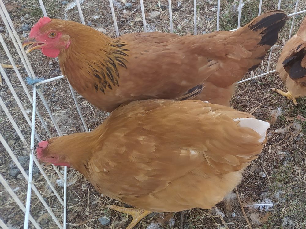   Poules 