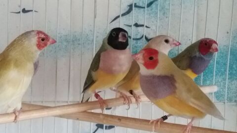 oiseaux exotiques 50 88500 Bazoilles-et-ménil