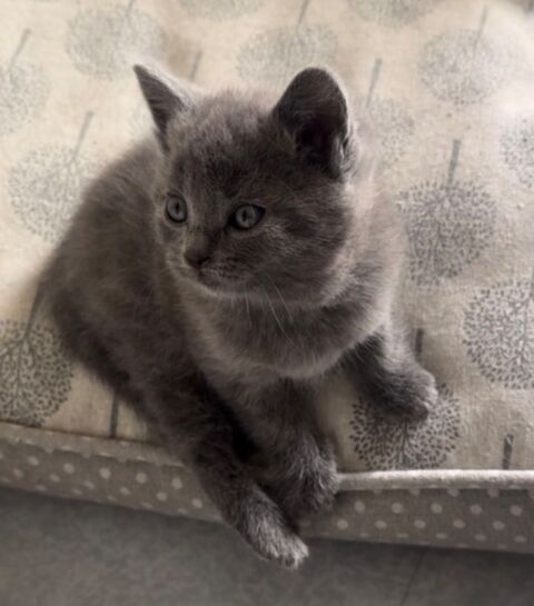 cinq chatons chartreux LOOF 600 26300 Ch�teauneuf-sur-is�re