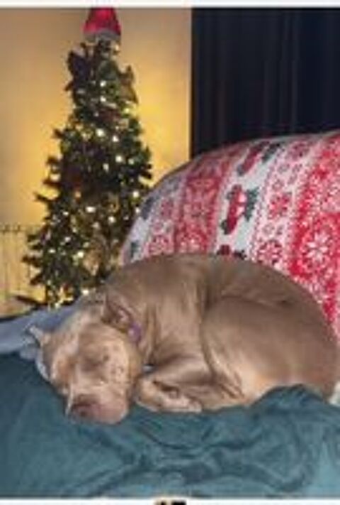   Chien ELECTRA � l adoption 