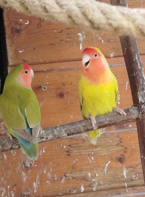 Recherche inseparables roseicollis mâles 25 37800 Noyant-de-touraine