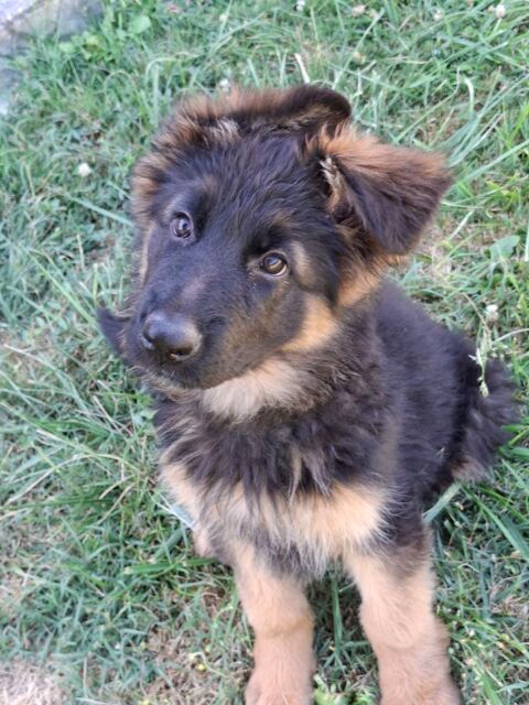 Chiot Berger Allemand poil long LOF
1400 71310 Serley