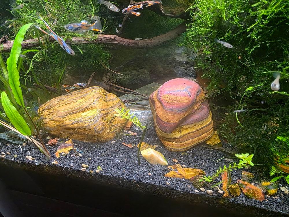   Guppys Endler et Discus  