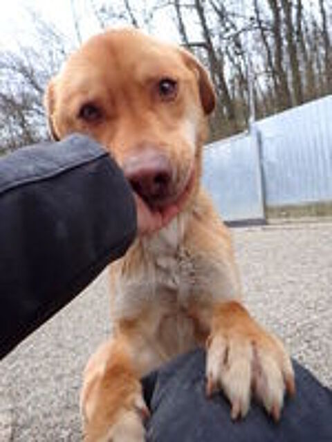   Silco à l'adoption 