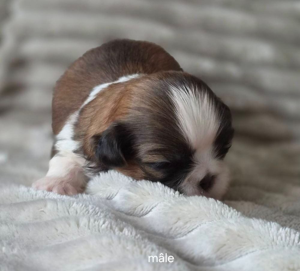   A réserver magnifiques chiots shih tzu lof 