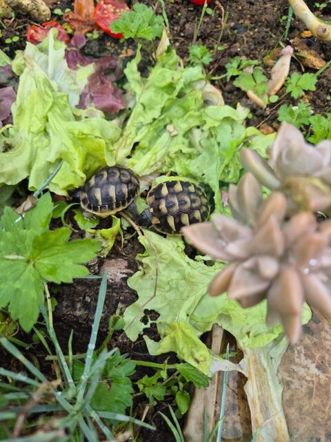 Tortue de terre 110 94290 Villeneuve-le-roi