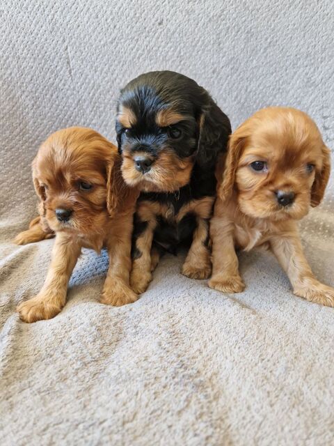 Magnifiques chiots Cavalier King Charles LOF 1300 31480 Cadours