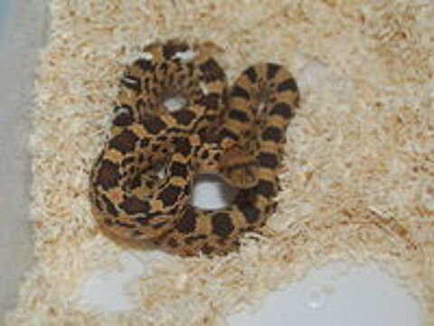   Serpent Pituophis et elaphe taeniura 
