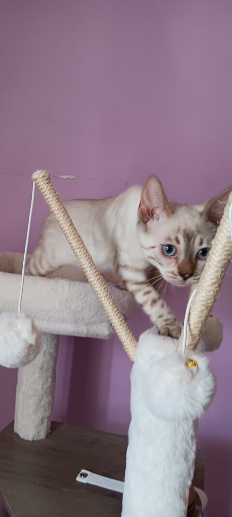 Chaton bengal snow lynx femelle 1400 62700 Bruay-la-buissire
