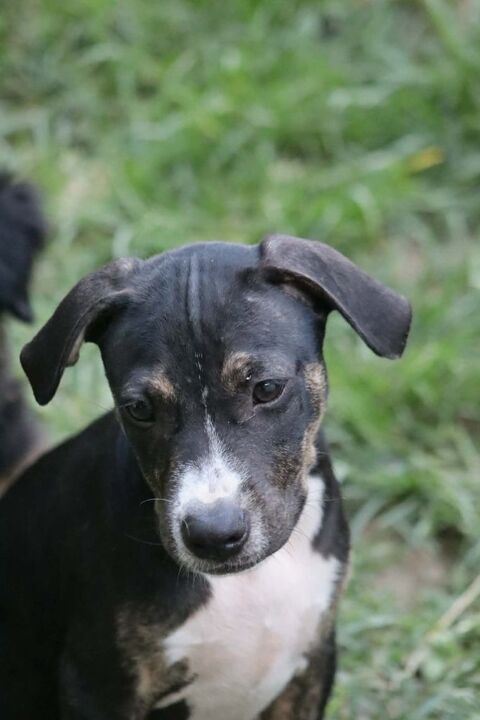 Darwin, b&eacute;b&eacute; c&acirc;lin 350 37000 Tours
