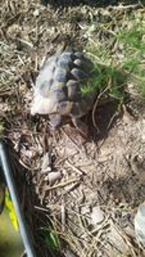   Tortue de terre 