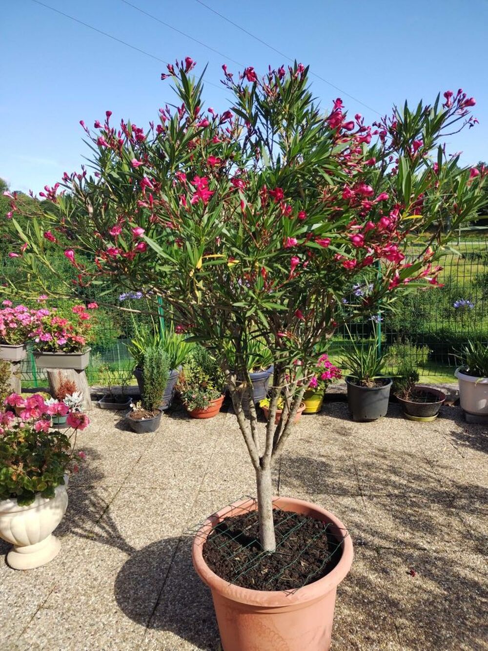 arbuste d'ornement Jardin