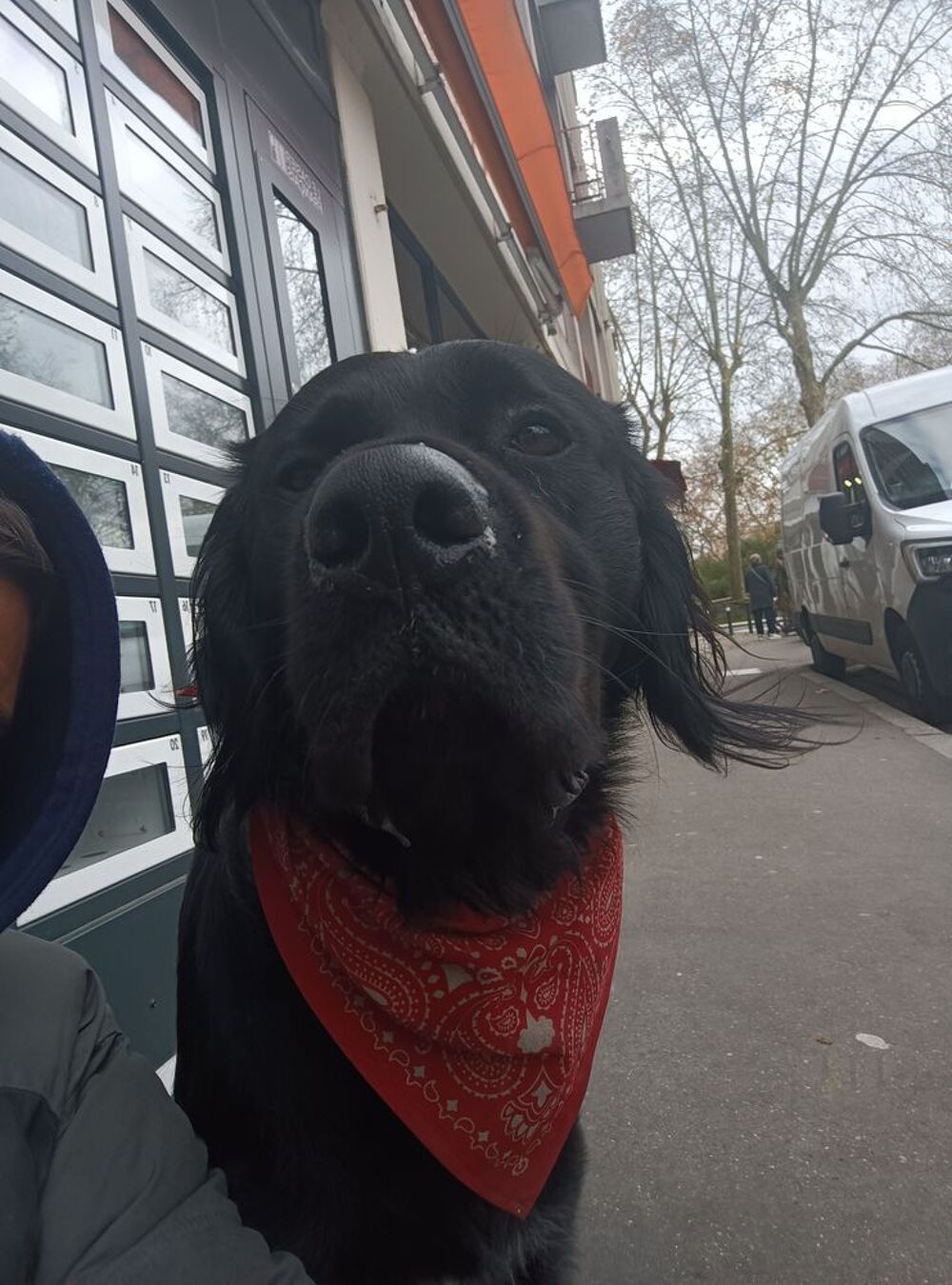   Première saillie avec mâle setter croisé labrador  