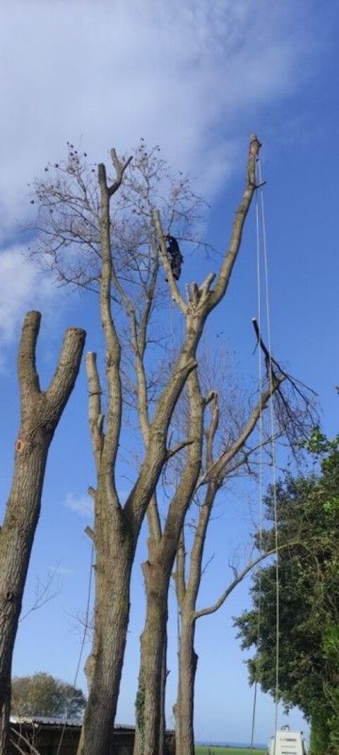 Abattage élagage 0 02250 Marle