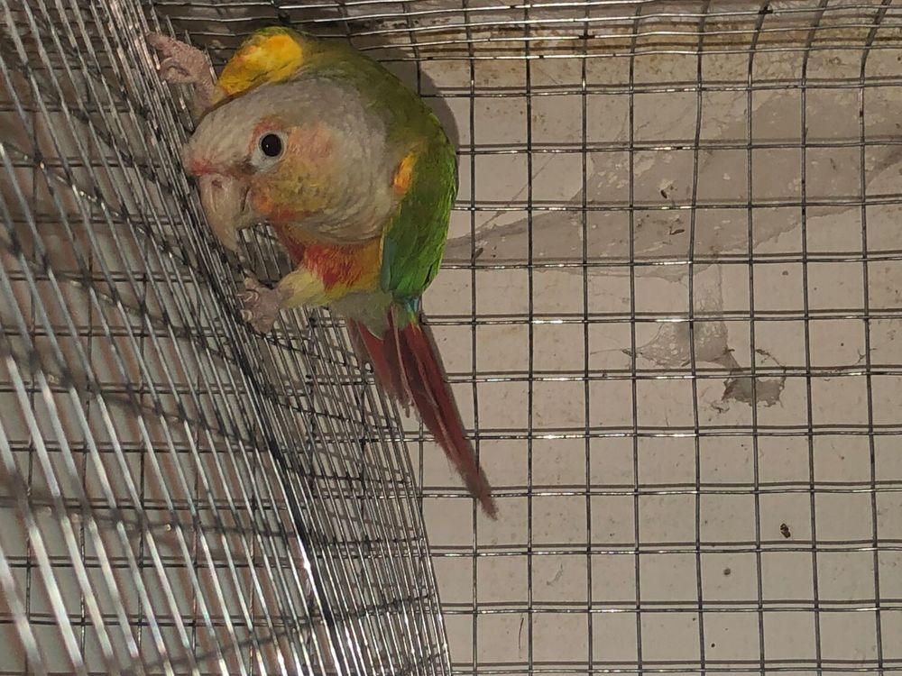  Couple conure molinae adulte 