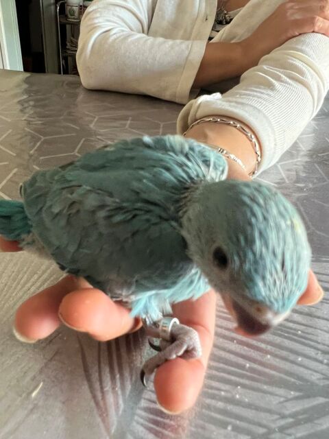 Perruches &agrave; collier eam 170 82200 Moissac