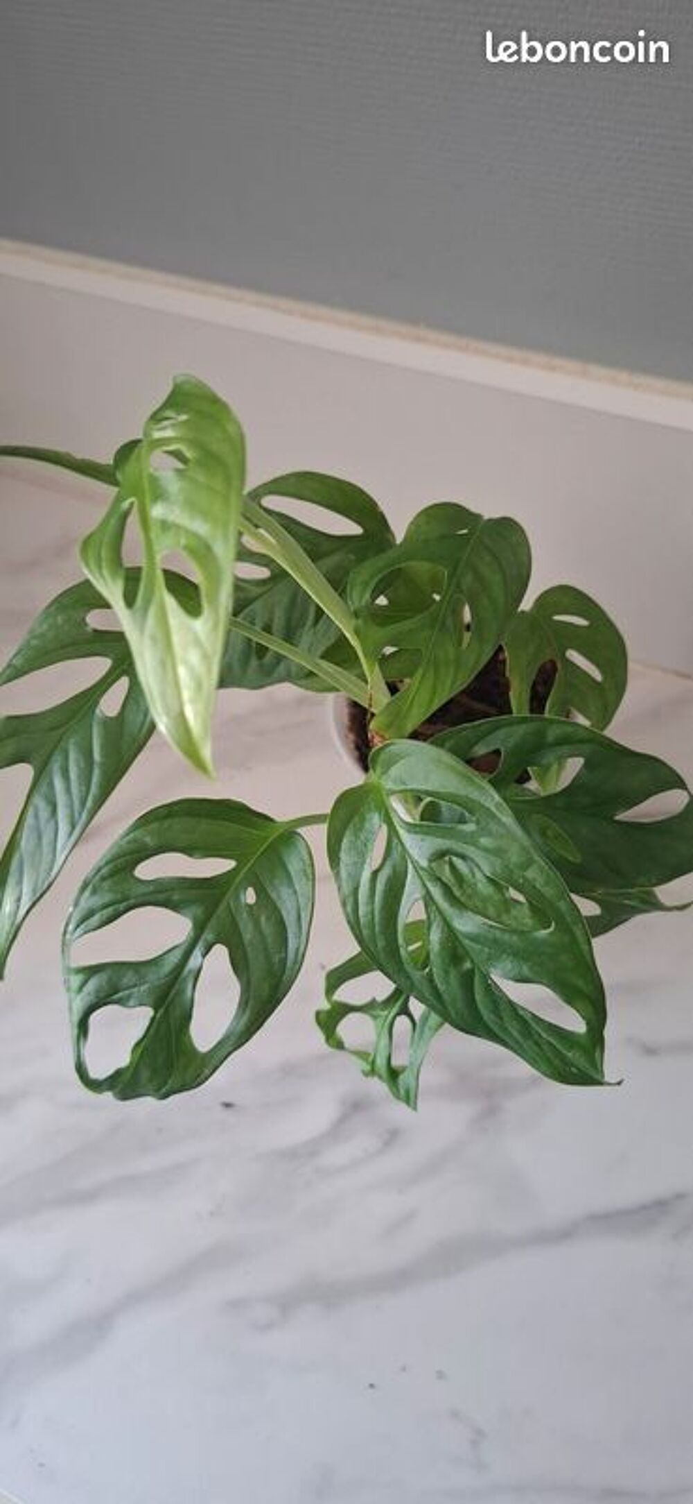 Monstera adansonii bouture 68 Décoration