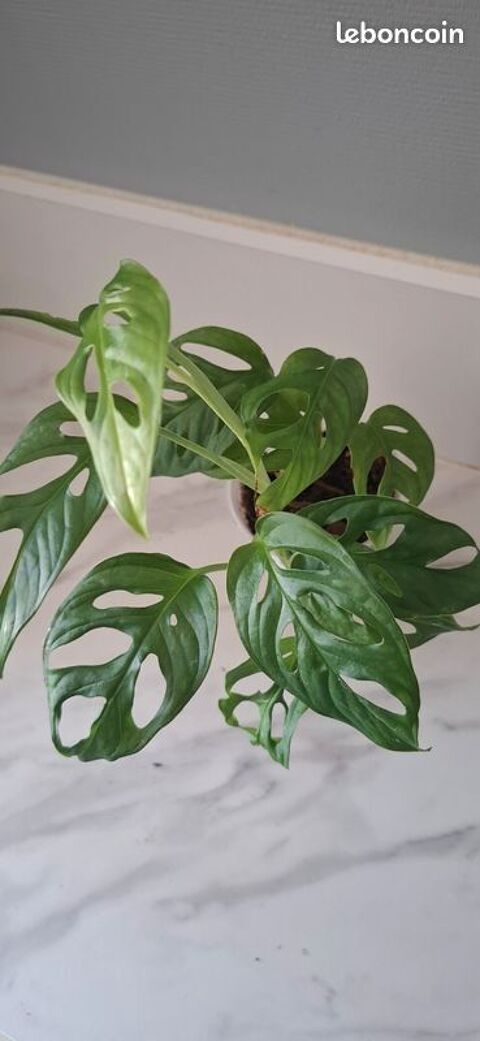 Monstera adansonii bouture 68 6 Clermont-Ferrand (63)