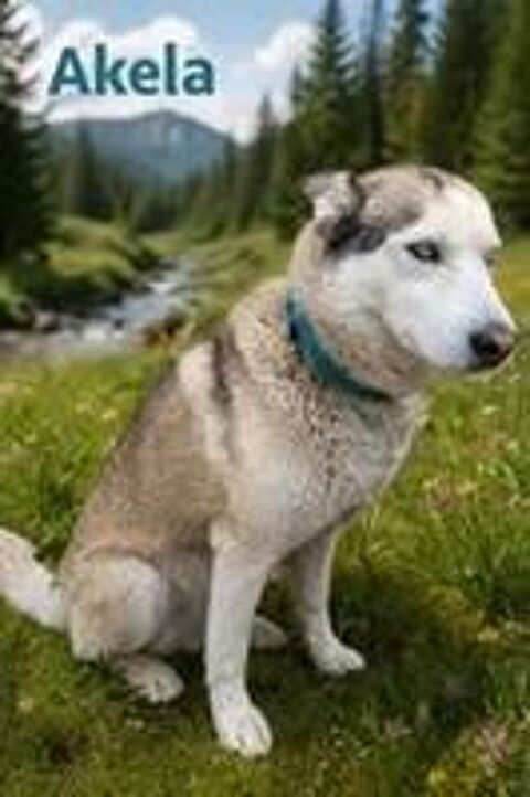   Chien AKELA à l adoption 