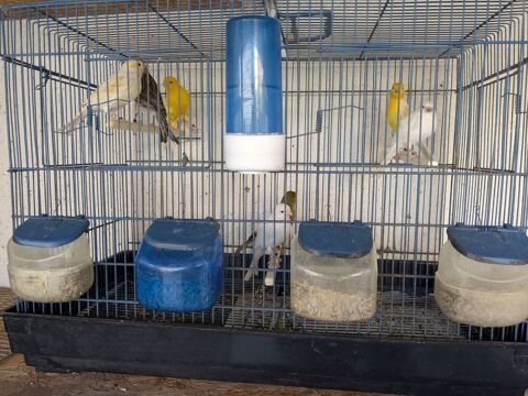 canaris chanteurs reproducteurs 10 91090 Lisses