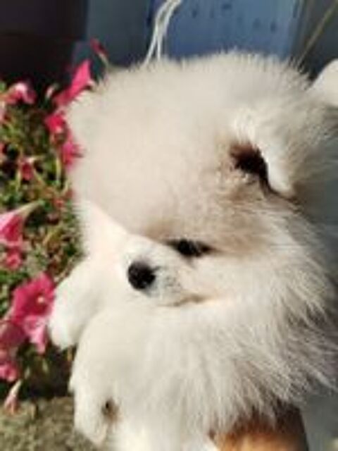   Chiot spitz type pomeranien  
