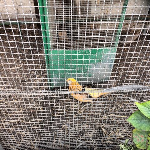 Faisan Isabelle de l'ann&eacute;e 
20 78440 Issou