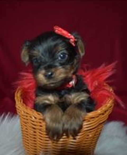   A rserver 1 chiot mle Yorkshire Terrier LOF  