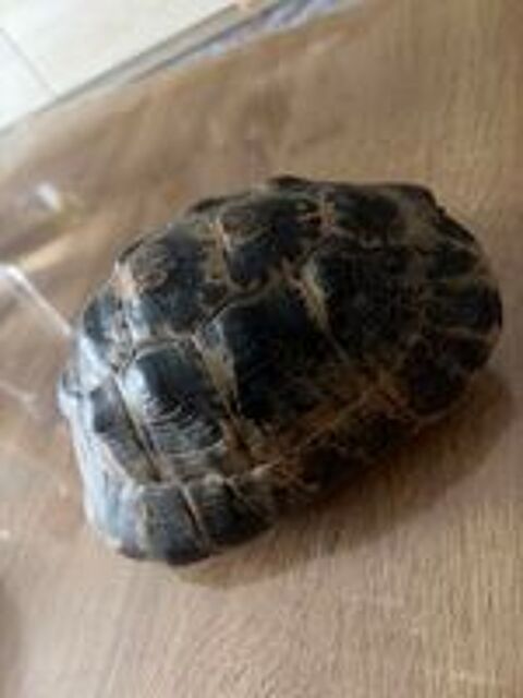   Greaca Ibera Femelle 