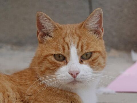 JERO 230 27620 Gasny