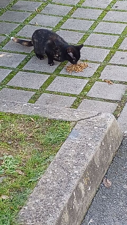 Familles provisoires pour chats 0 35200 Rennes