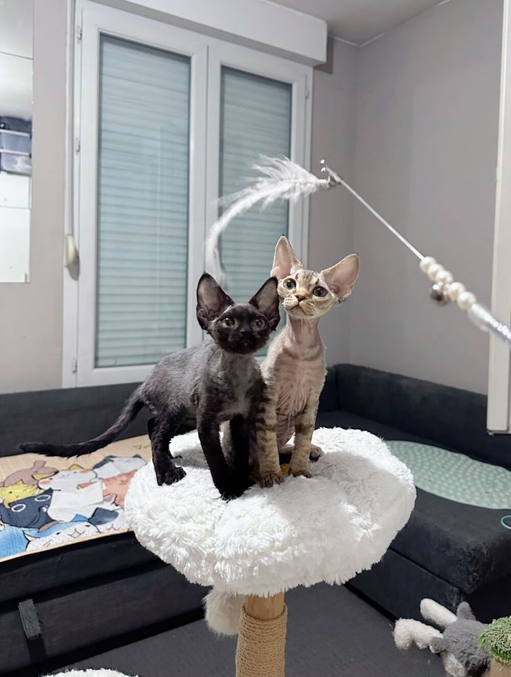   Chaton Devon Rex ? vacciné et pucé 