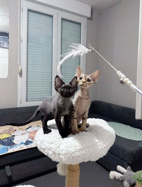 Chaton Devon Rex ? vaccin&eacute; et puc&eacute; 1500 69003 Lyon