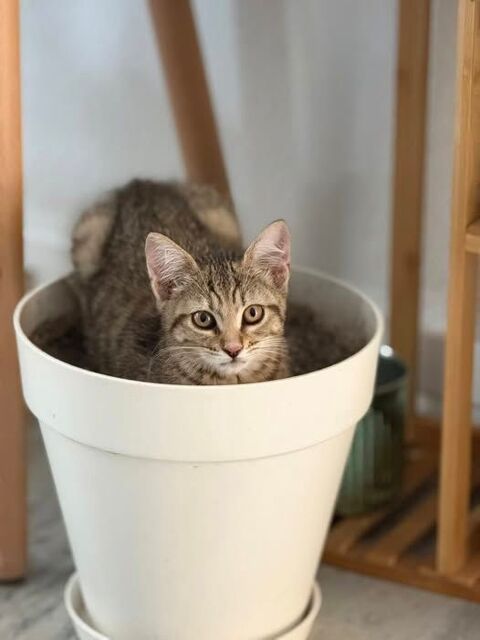 Chat ARCANE à l adoption 110 26700 Pierrelatte