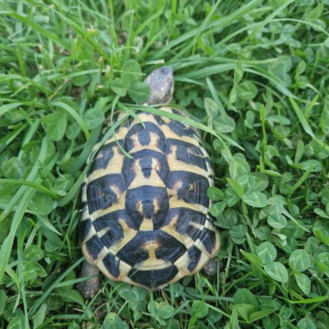 Tortue Adulte Ile de France 240 91620 La ville-du-bois