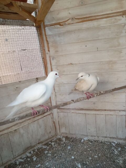 colombe 20 34290 Alignan-du-vent