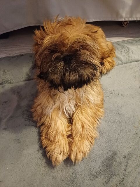 Shih tzu m&acirc;le  de 14 mois cherche copine. 0 91790 Boissy-sous-saint-yon
