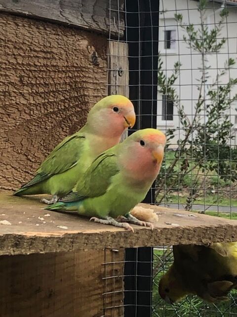 femelles Ins&eacute;parables 35 40140 Soustons