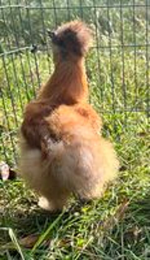   Poules soie Silkies 