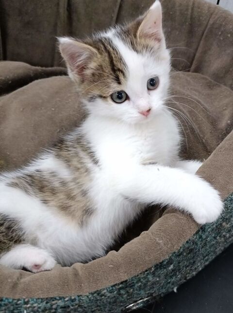 Tuli, chatonne mignonne 180 91170 Viry-chtillon