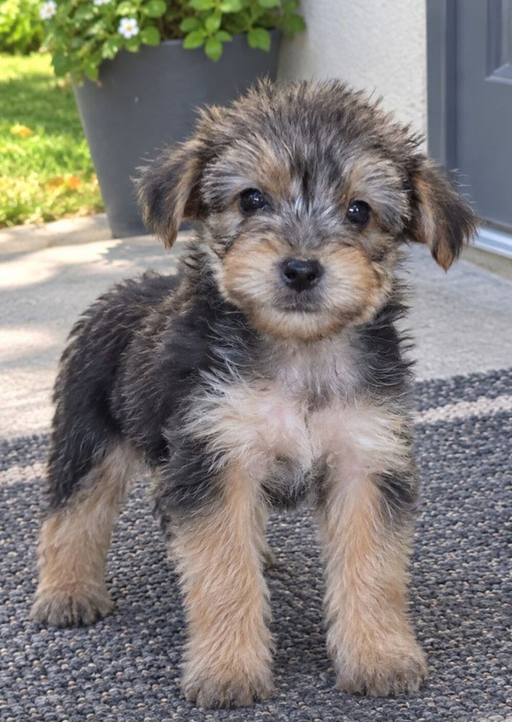   Chiot femelle yorkshire 